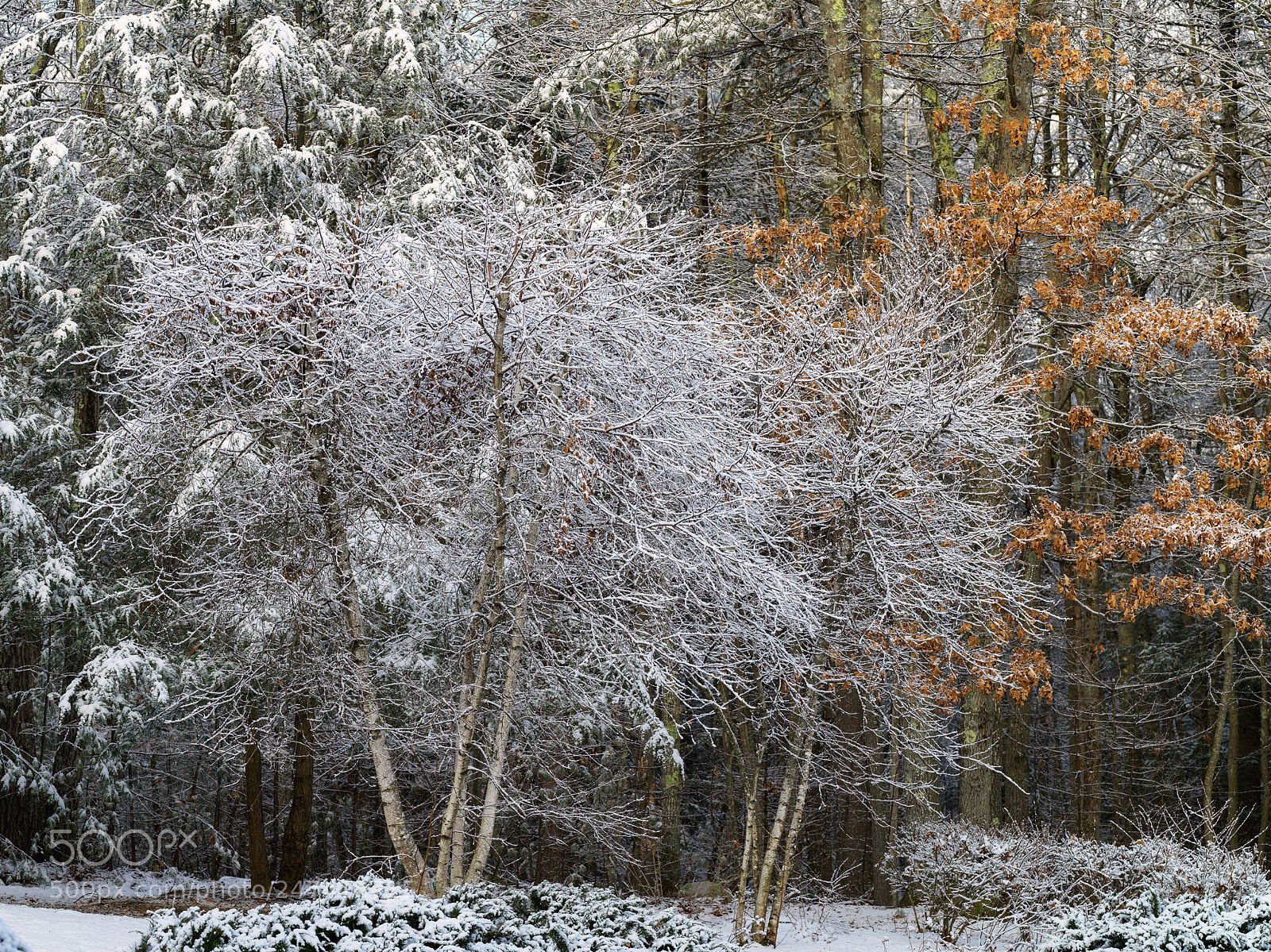 Hasselblad X1D-50c sample photo. Winter woodland photography