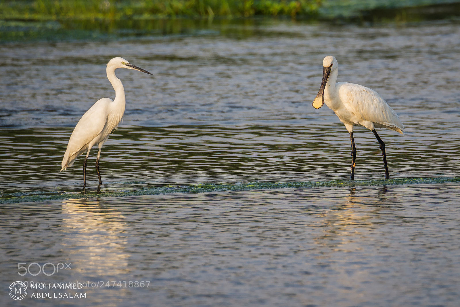 Nikon D610 sample photo. Bird photography