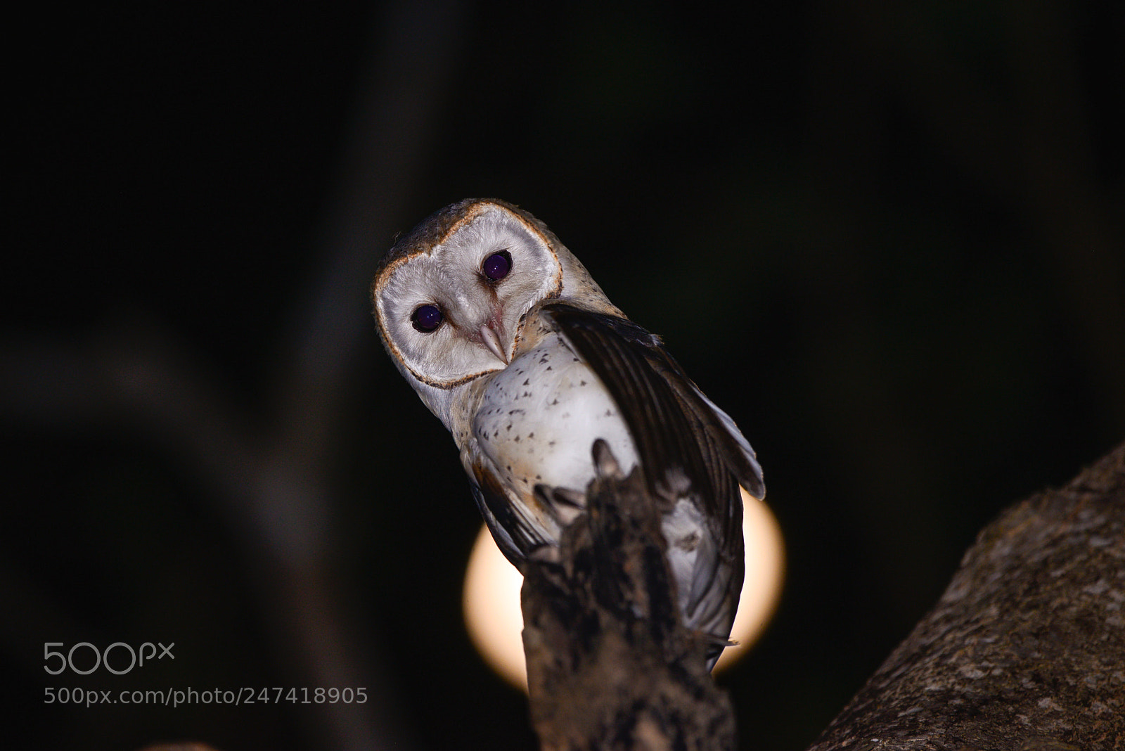 Nikon D600 sample photo. Barn owl photography