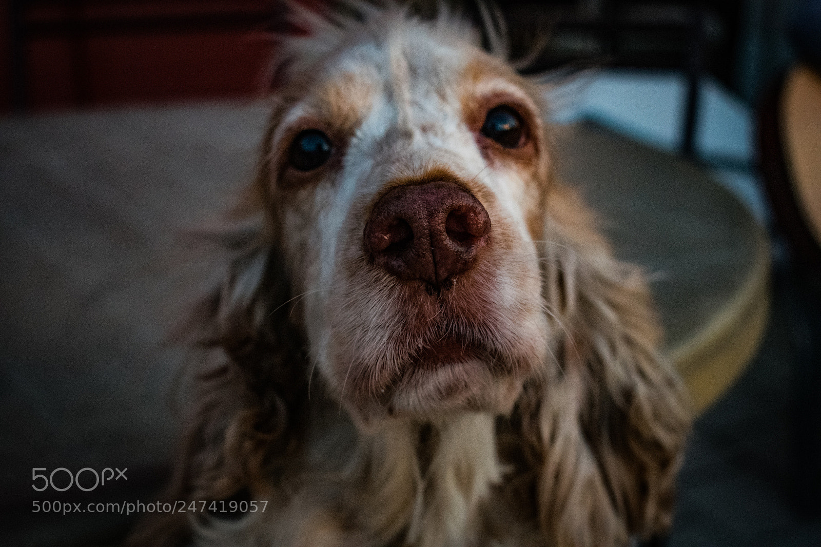 Nikon D3400 sample photo. A beautiful dog photography