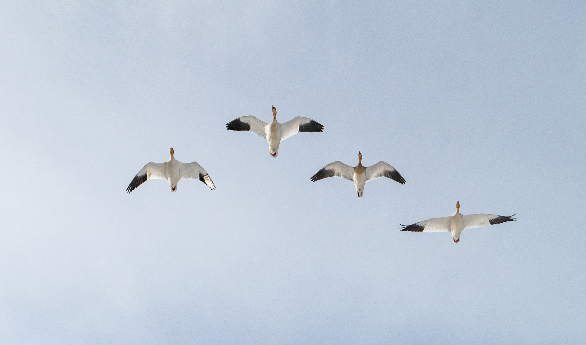 Panasonic Lumix DMC-LX10 (Lumix DMC-LX15) sample photo. Snow geese fly over photography
