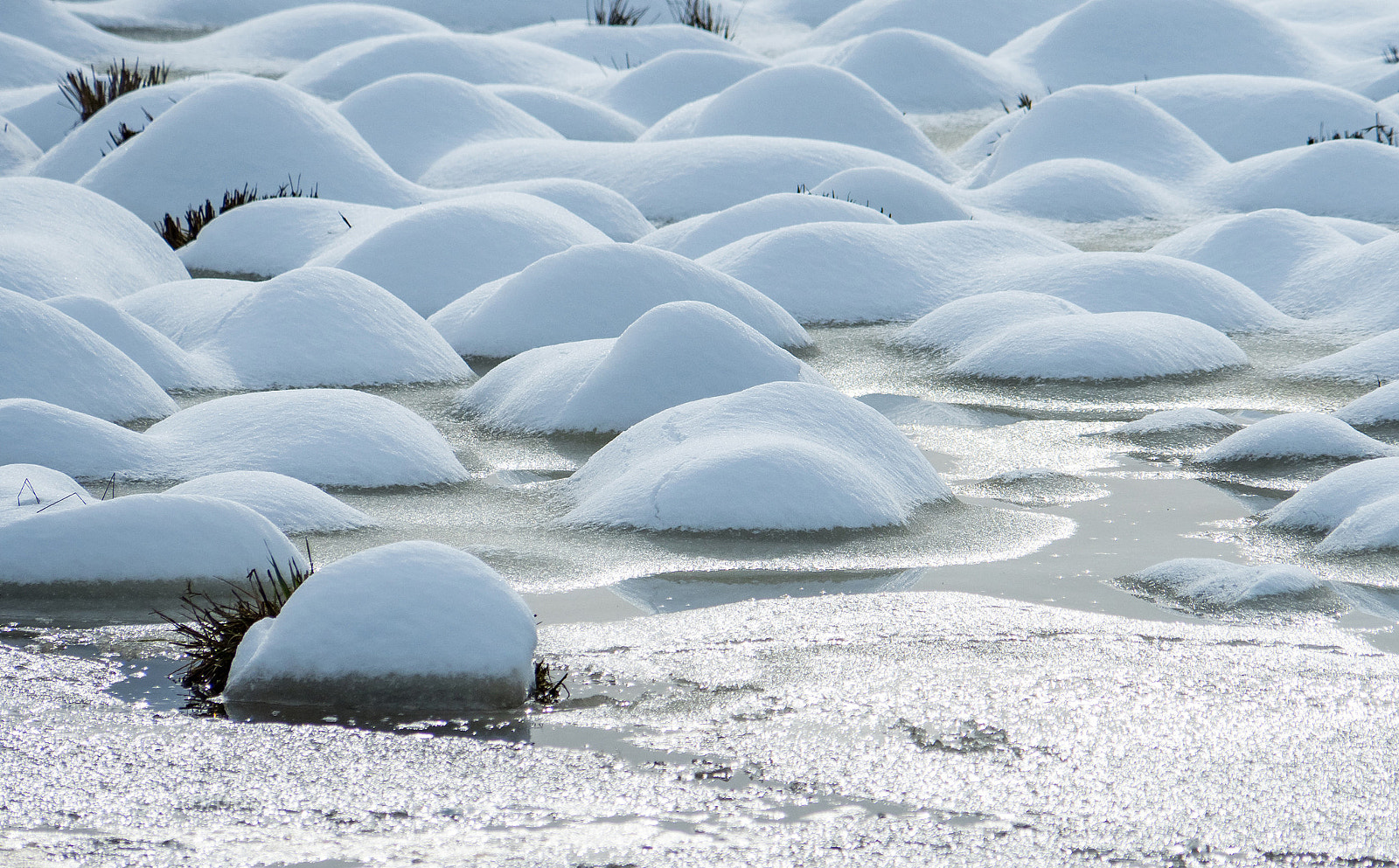 Olympus OM-D E-M5 II sample photo. Snow "bog" at wetland photography