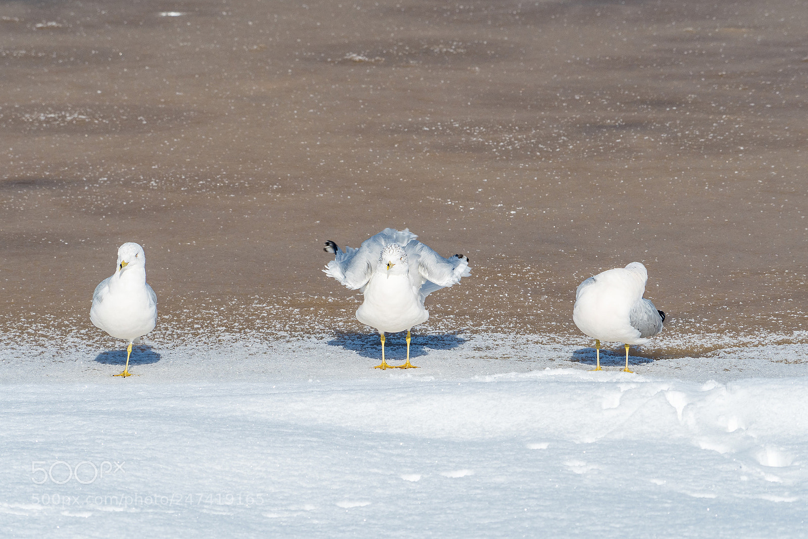 Olympus OM-D E-M5 II sample photo. Seagull brothers photography