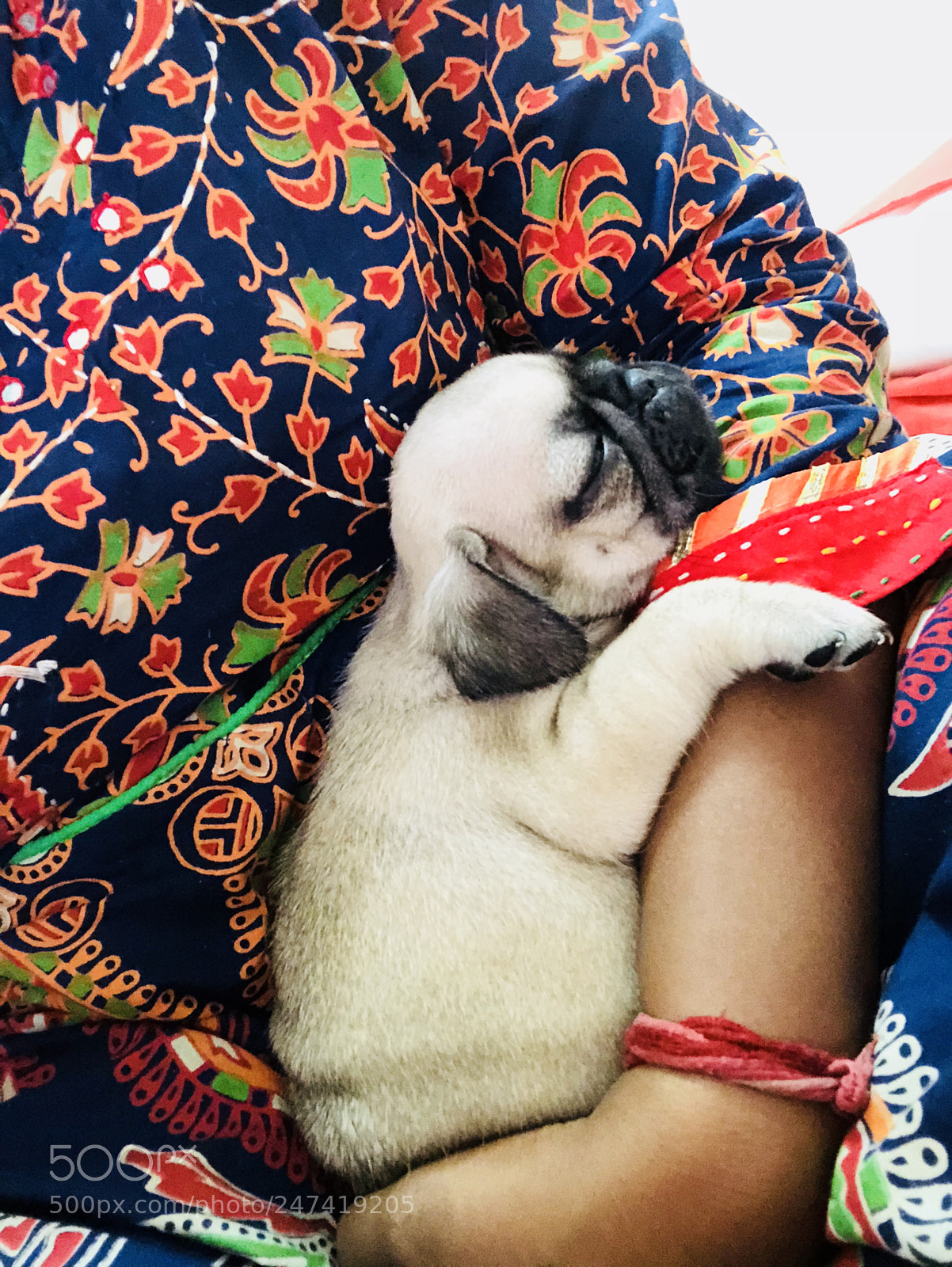 Apple iPhone X sample photo. The cuteness in being photography