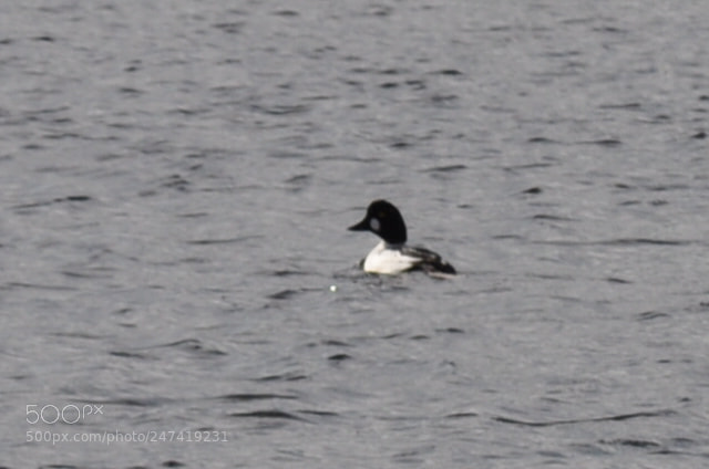 Nikon D5000 sample photo. Duck photography