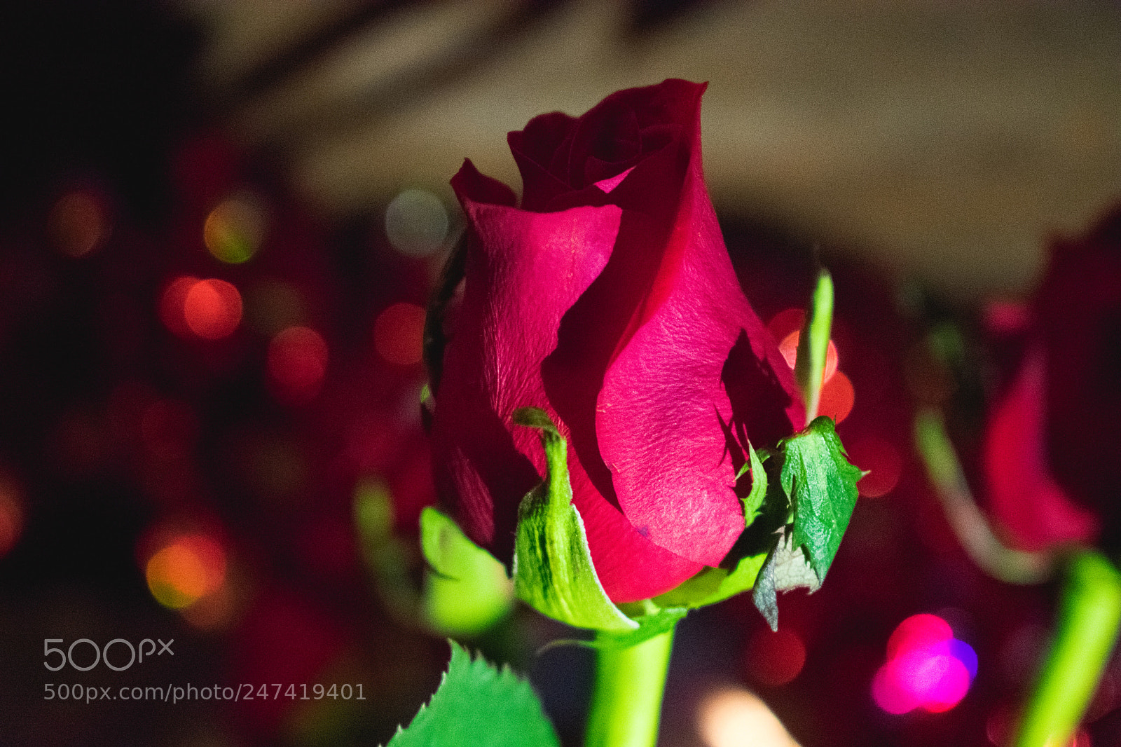 Nikon D3400 sample photo. Single rose photography