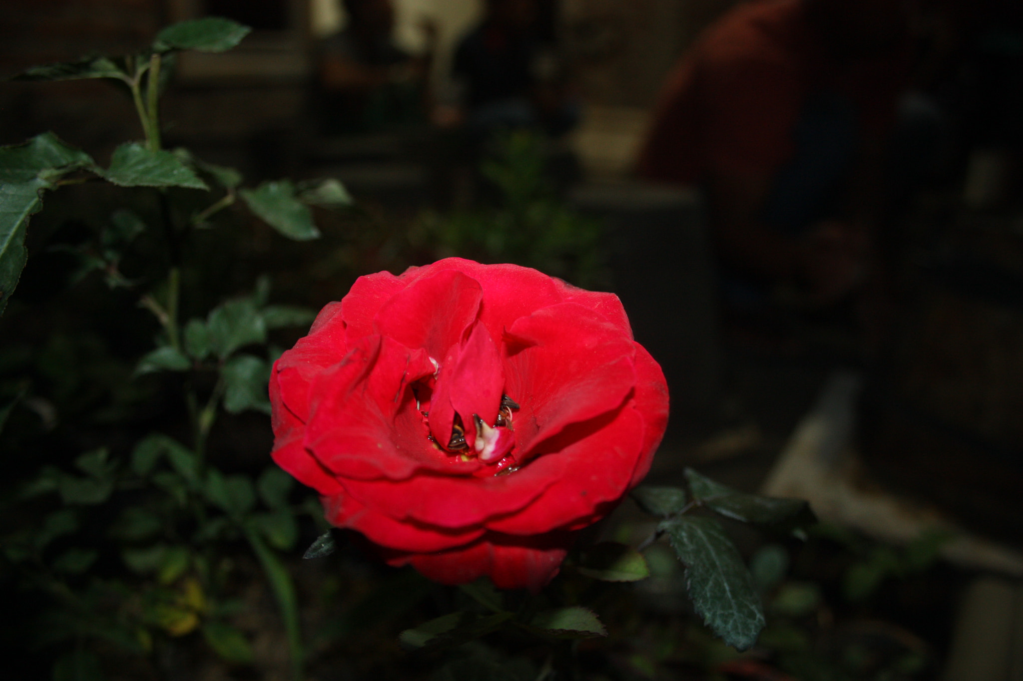 Canon EF-S 18-55mm F3.5-5.6 II sample photo