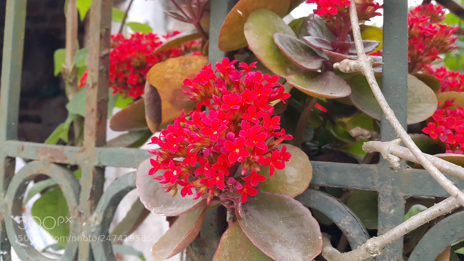 Samsung Galaxy Note4 sample photo. Hoa photography
