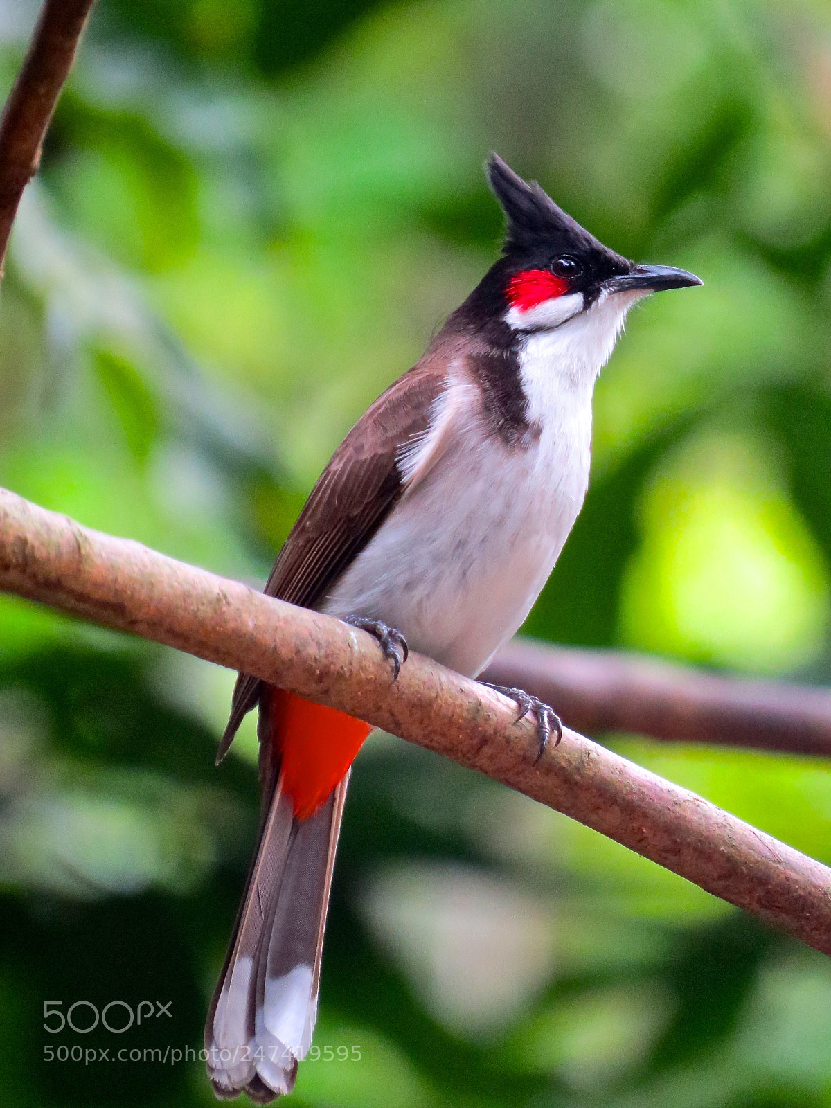 Canon PowerShot SX50 HS sample photo. Red whiskered bulbul photography