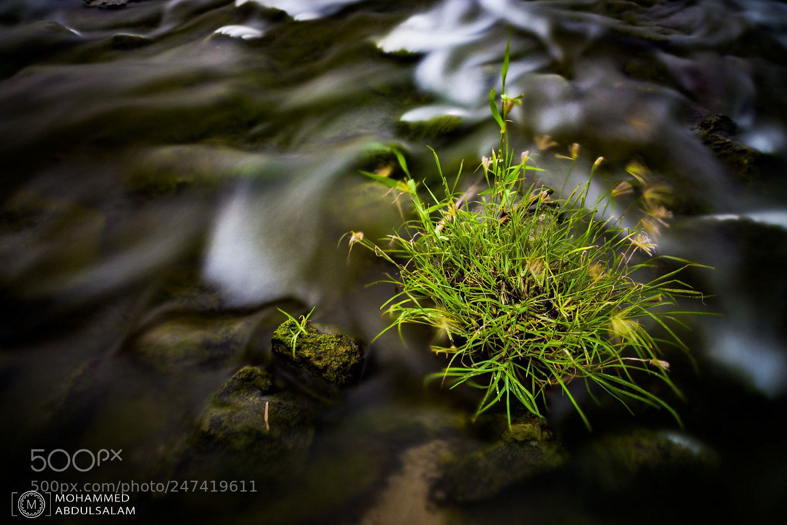 Nikon D610 sample photo. Plant photography