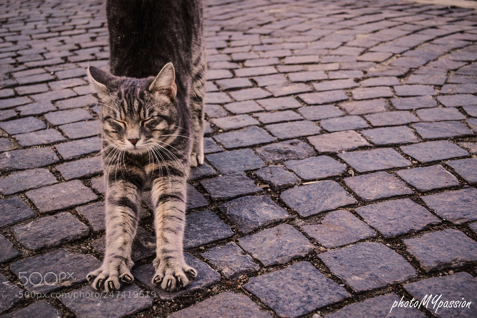 Nikon D3100 sample photo. Good morning cat photography