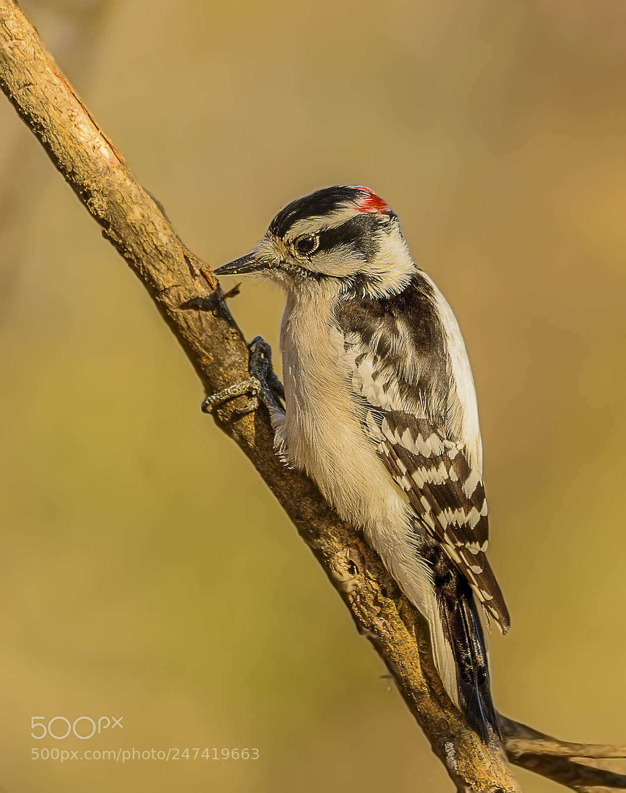 Nikon D7100 sample photo. Downy woodpecker photography