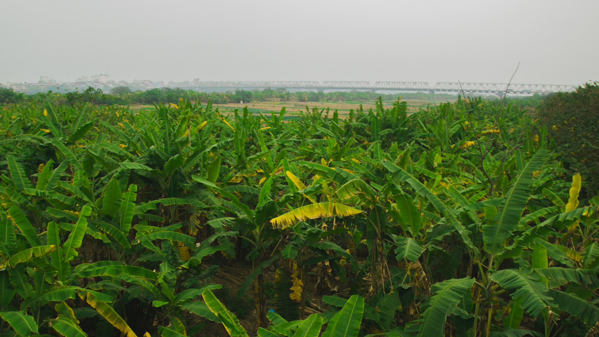 Olympus PEN E-P1 sample photo. Just a simple banana life photography
