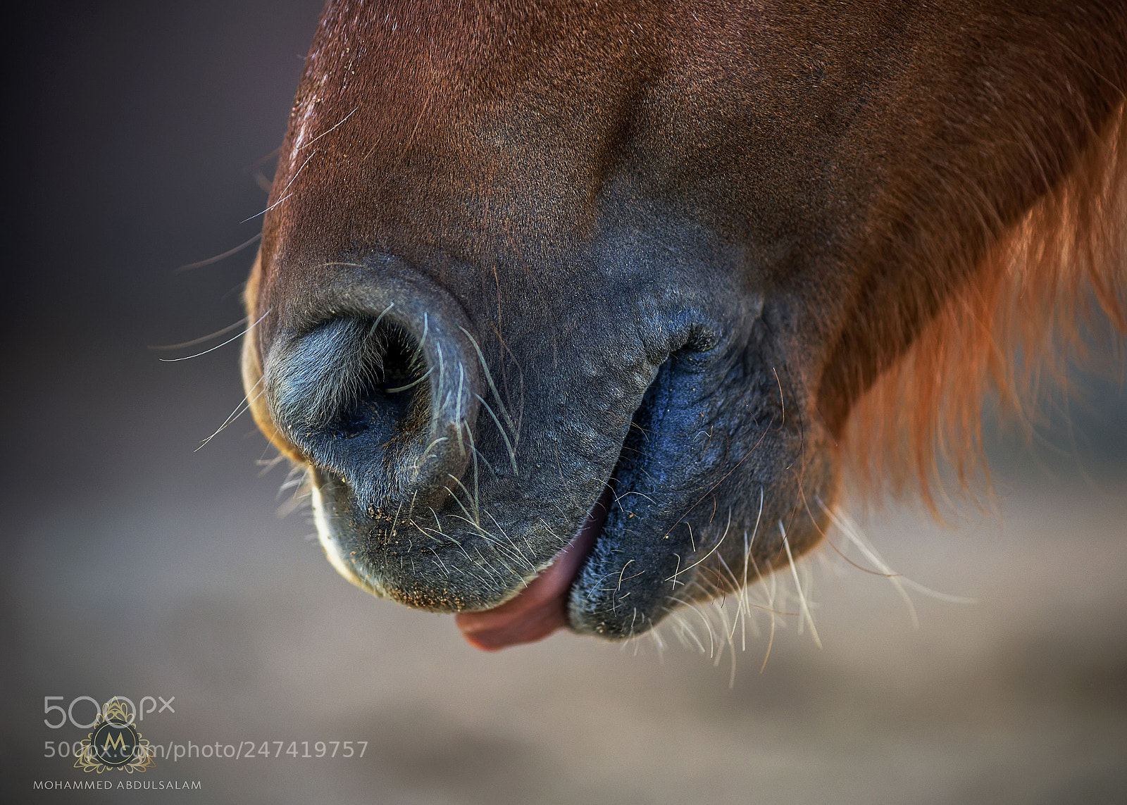 Nikon D610 sample photo. Horse photography