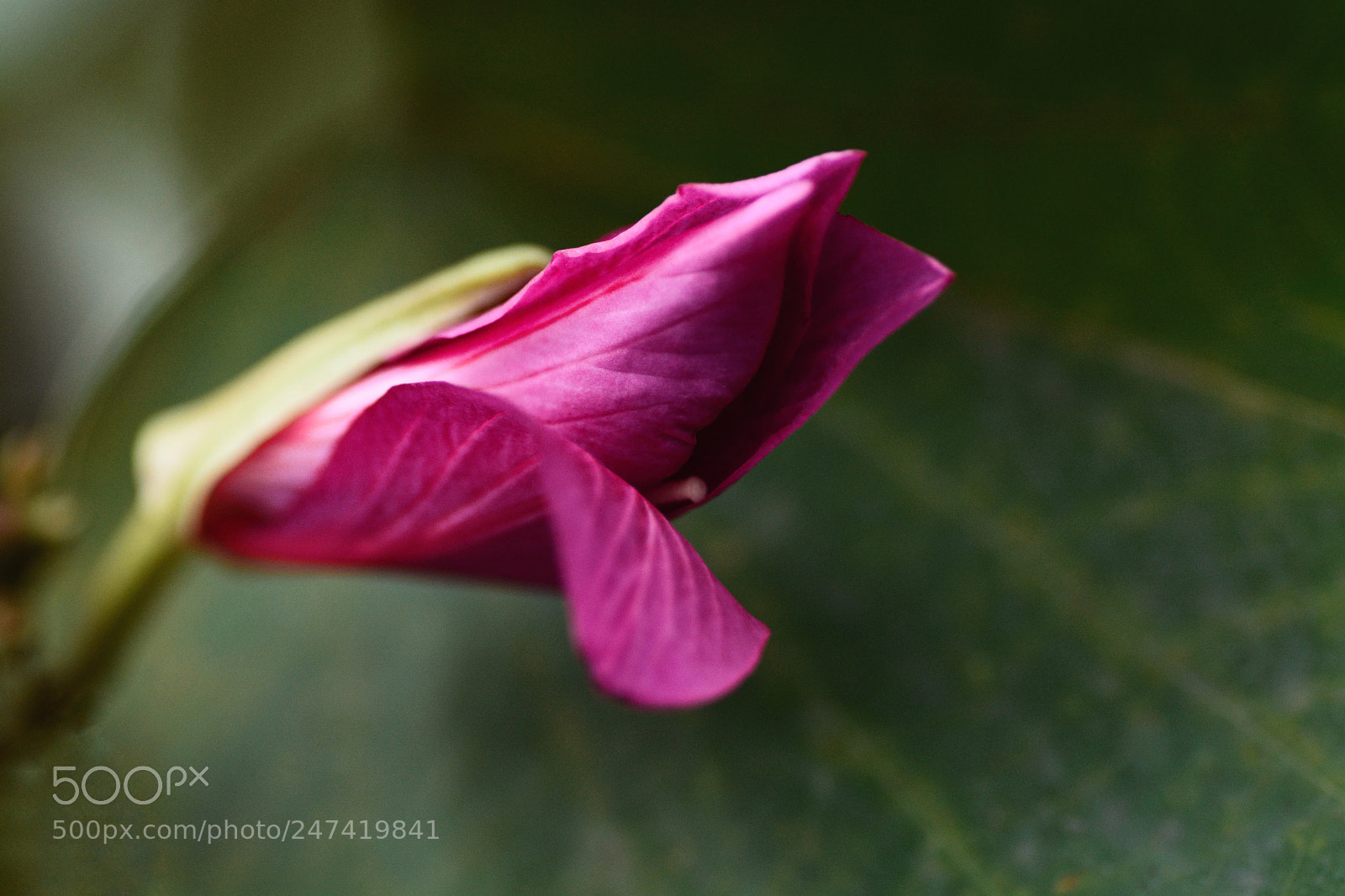 Nikon D7100 sample photo. Untitled photography