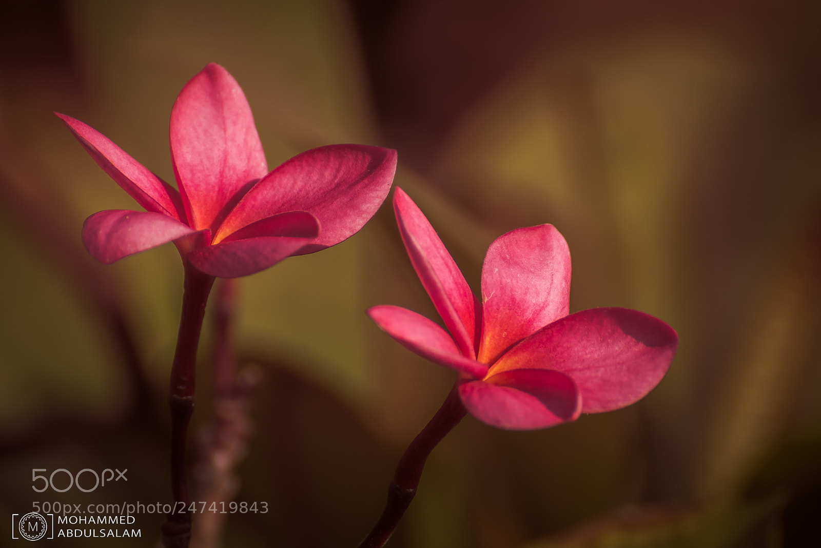 Nikon D610 sample photo. Flowers photography