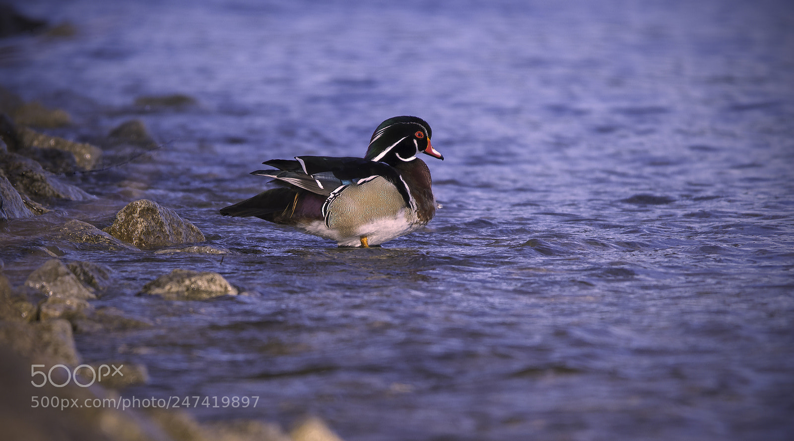 Nikon D500 sample photo. Wood duck photography