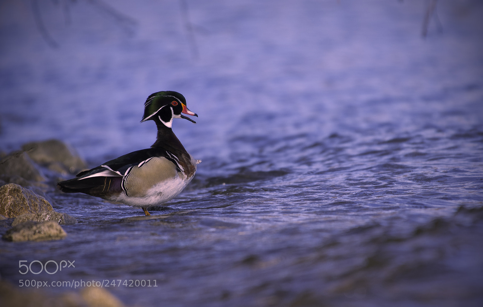 Nikon D500 sample photo. Wood duck photography