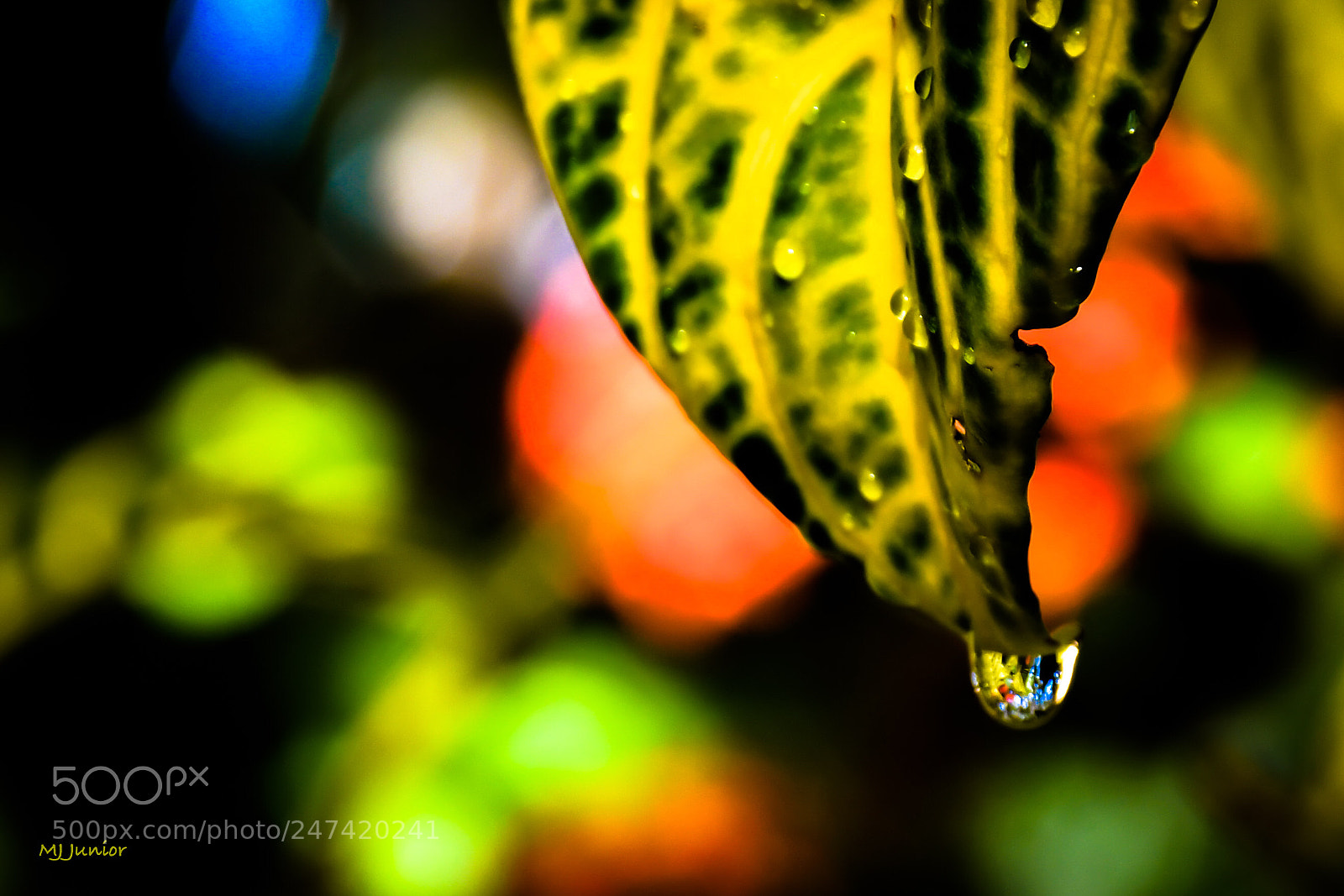 Nikon D7500 sample photo. Drop... photography