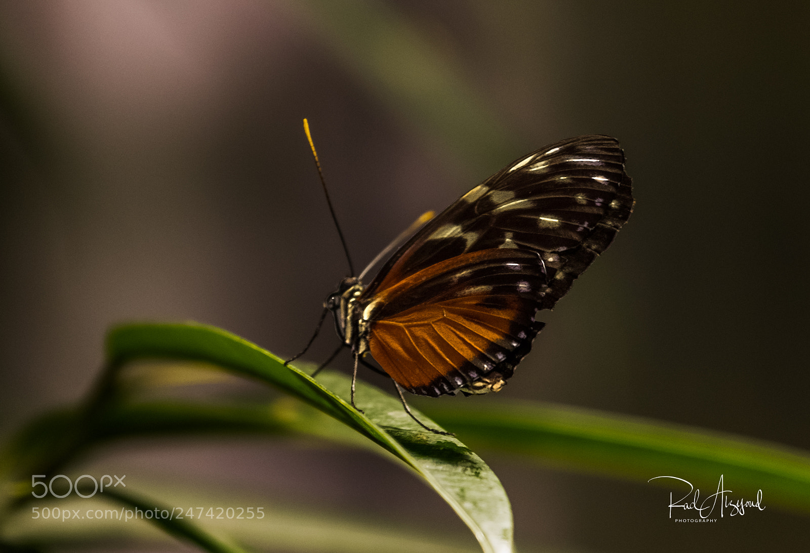 Nikon D850 sample photo. Butterfly photography