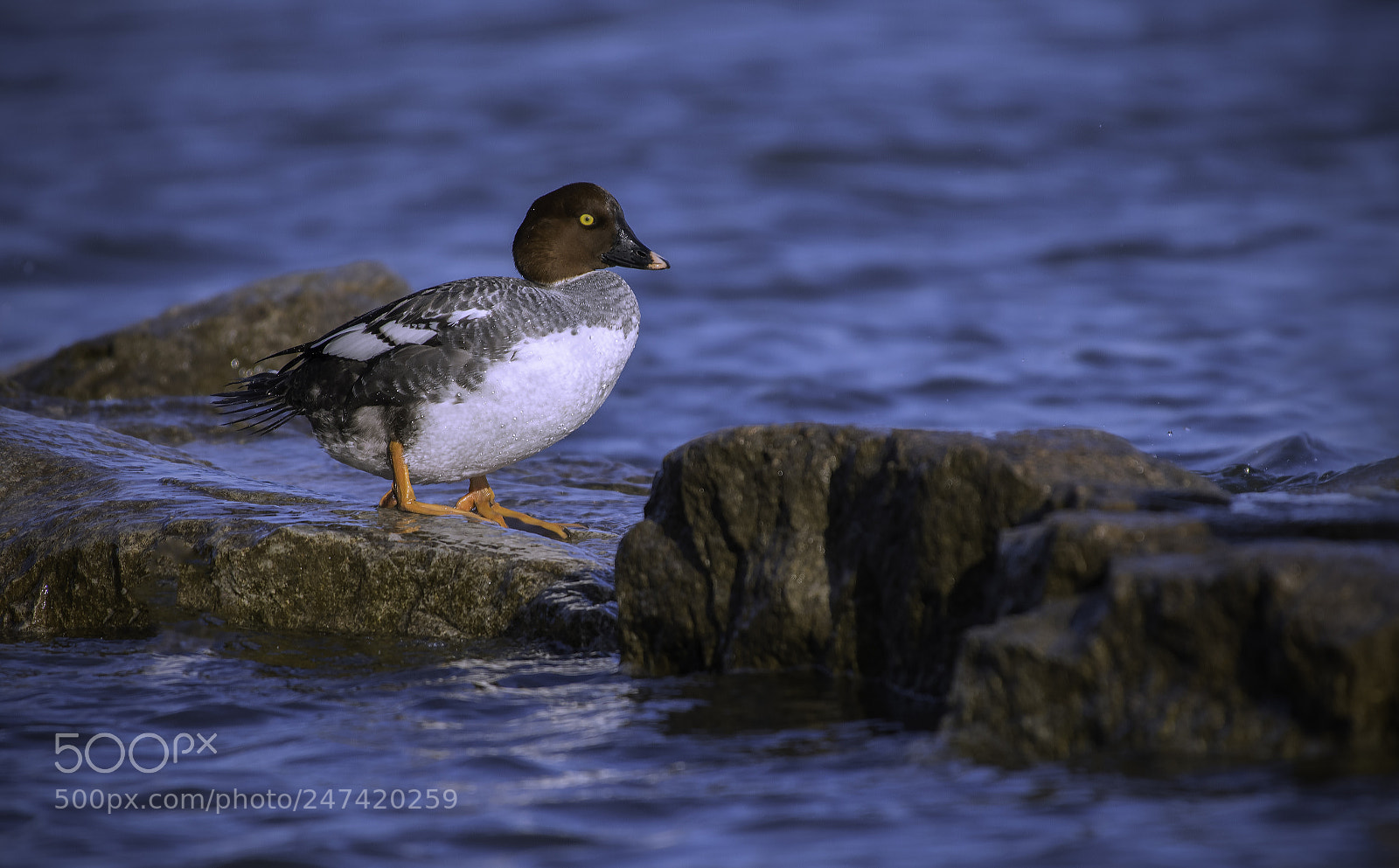 Nikon D500 sample photo. Duck photography