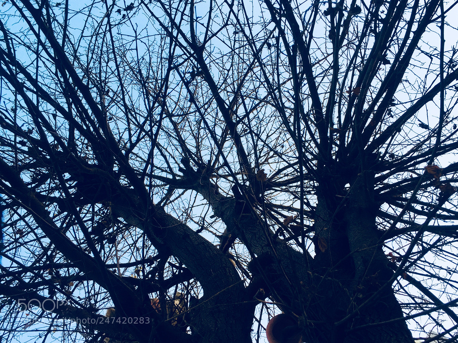 Apple iPhone 6 sample photo. Untitled photography