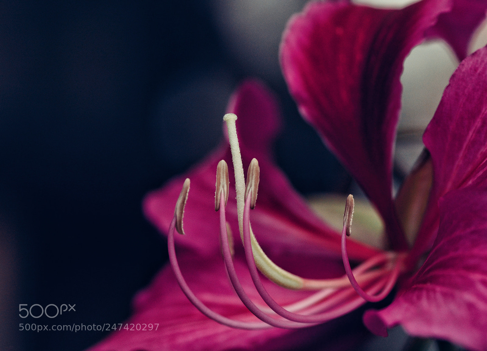 Nikon D7100 sample photo. Untitled photography