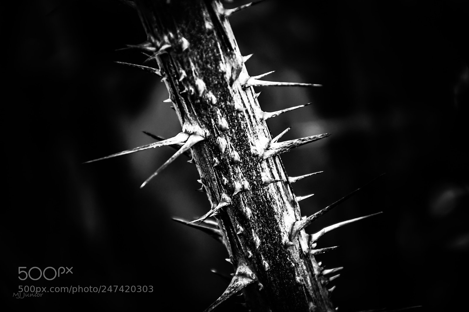 Nikon D7500 sample photo. Thorny... photography