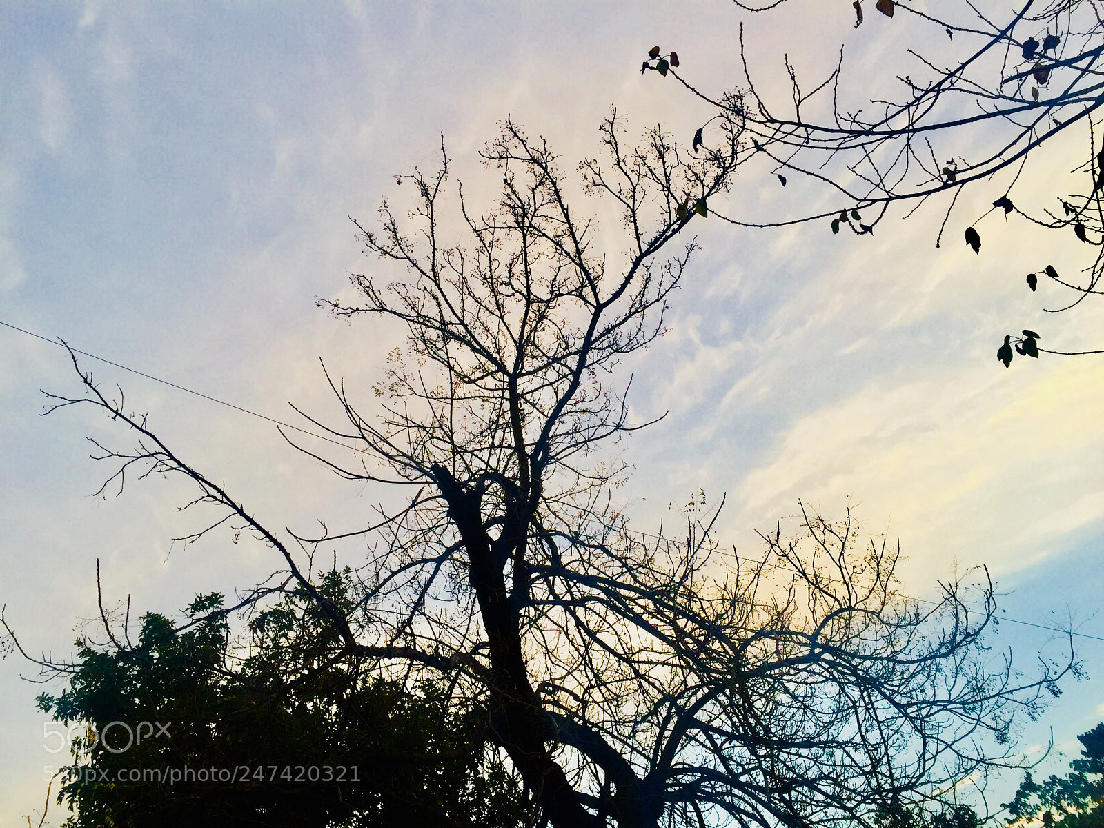 Apple iPhone 6 sample photo. Untitled photography