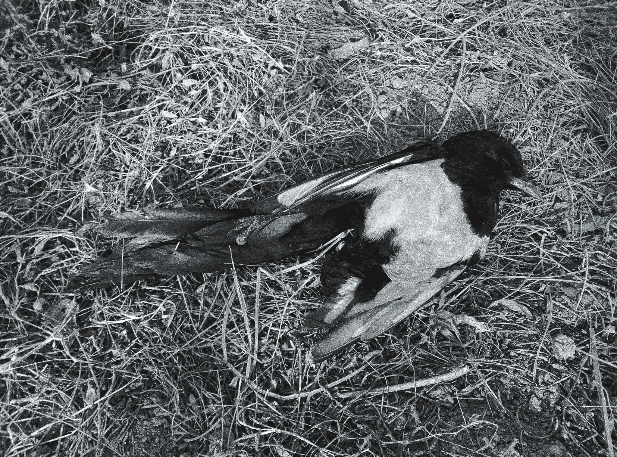 Meizu M1 E sample photo. Died creature photography