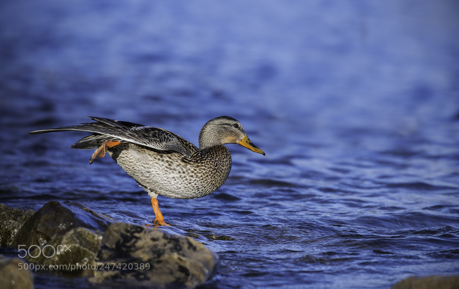 Nikon D500 sample photo. Mallard duck photography