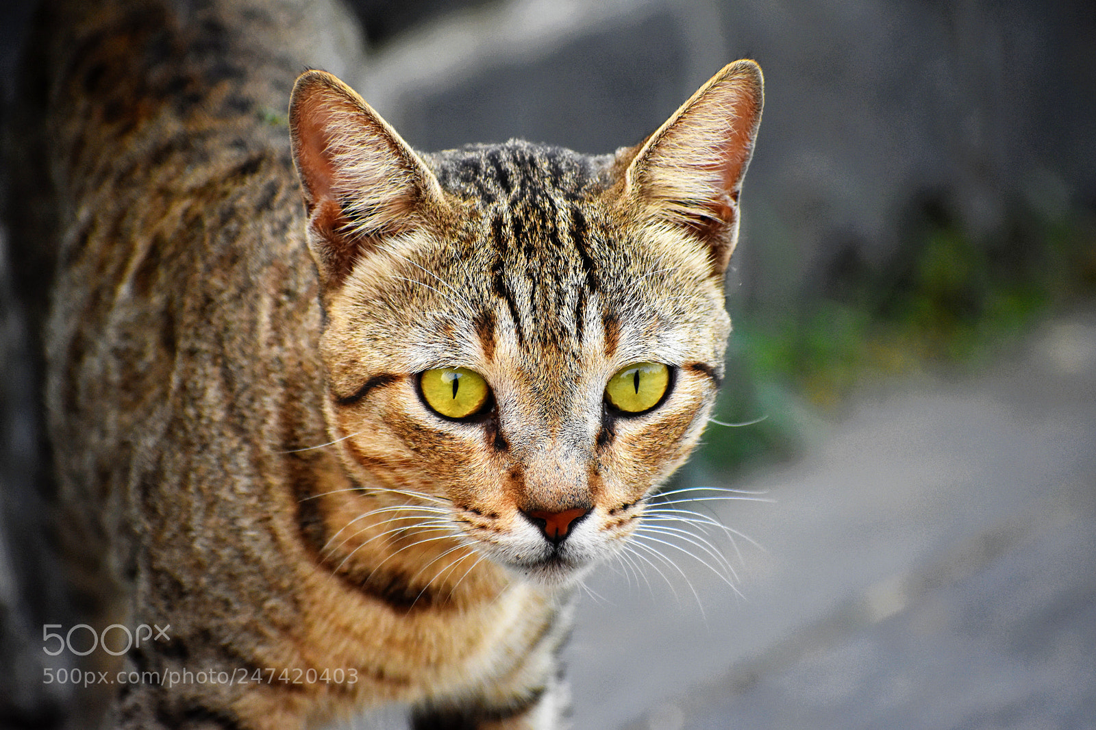 Nikon D7200 sample photo. Staring right back! photography