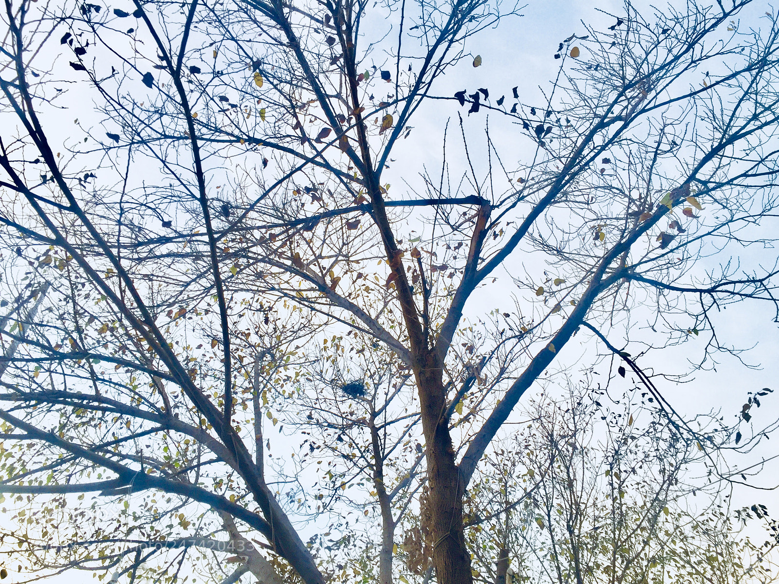 Apple iPhone 6 sample photo. Untitled photography