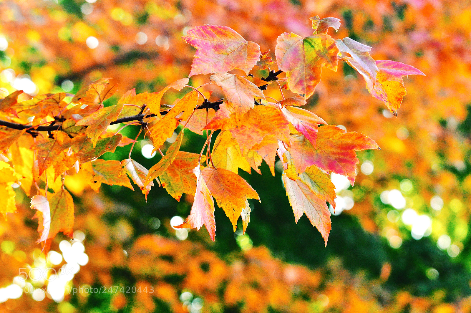Nikon D90 sample photo. Fall 2017 photography