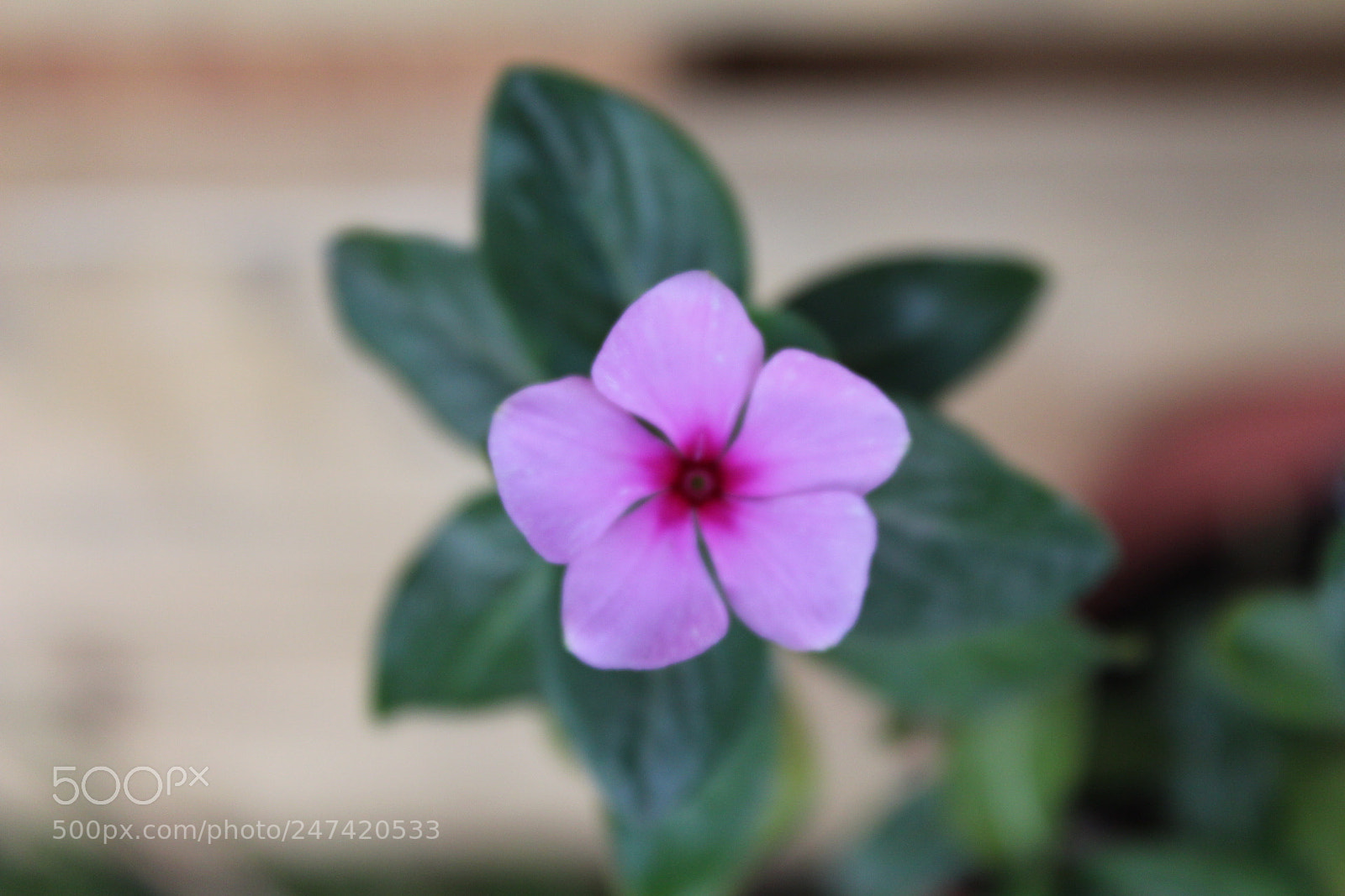 Canon EOS 1300D (EOS Rebel T6 / EOS Kiss X80) sample photo. Secret garden photography