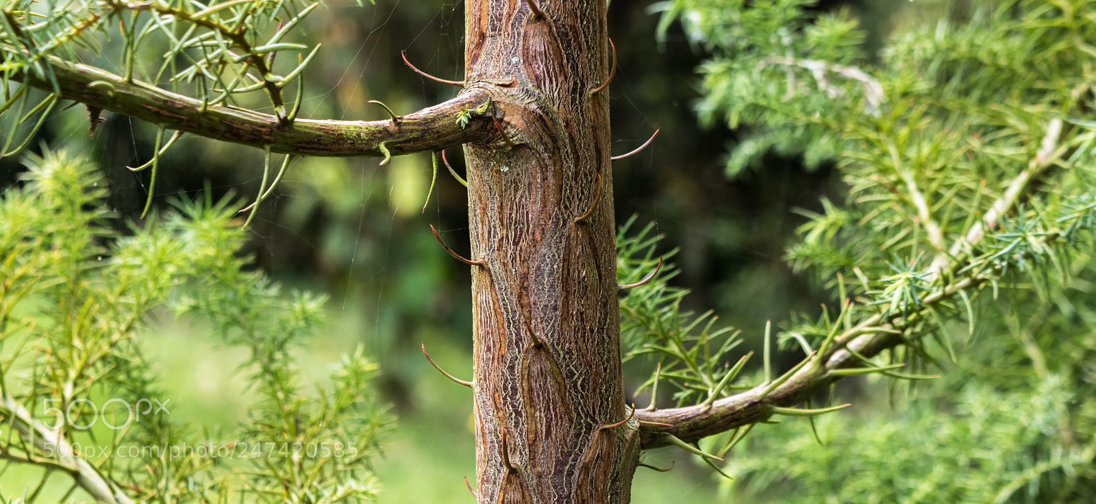 Canon EOS 750D (EOS Rebel T6i / EOS Kiss X8i) sample photo. Plant a tree and photography