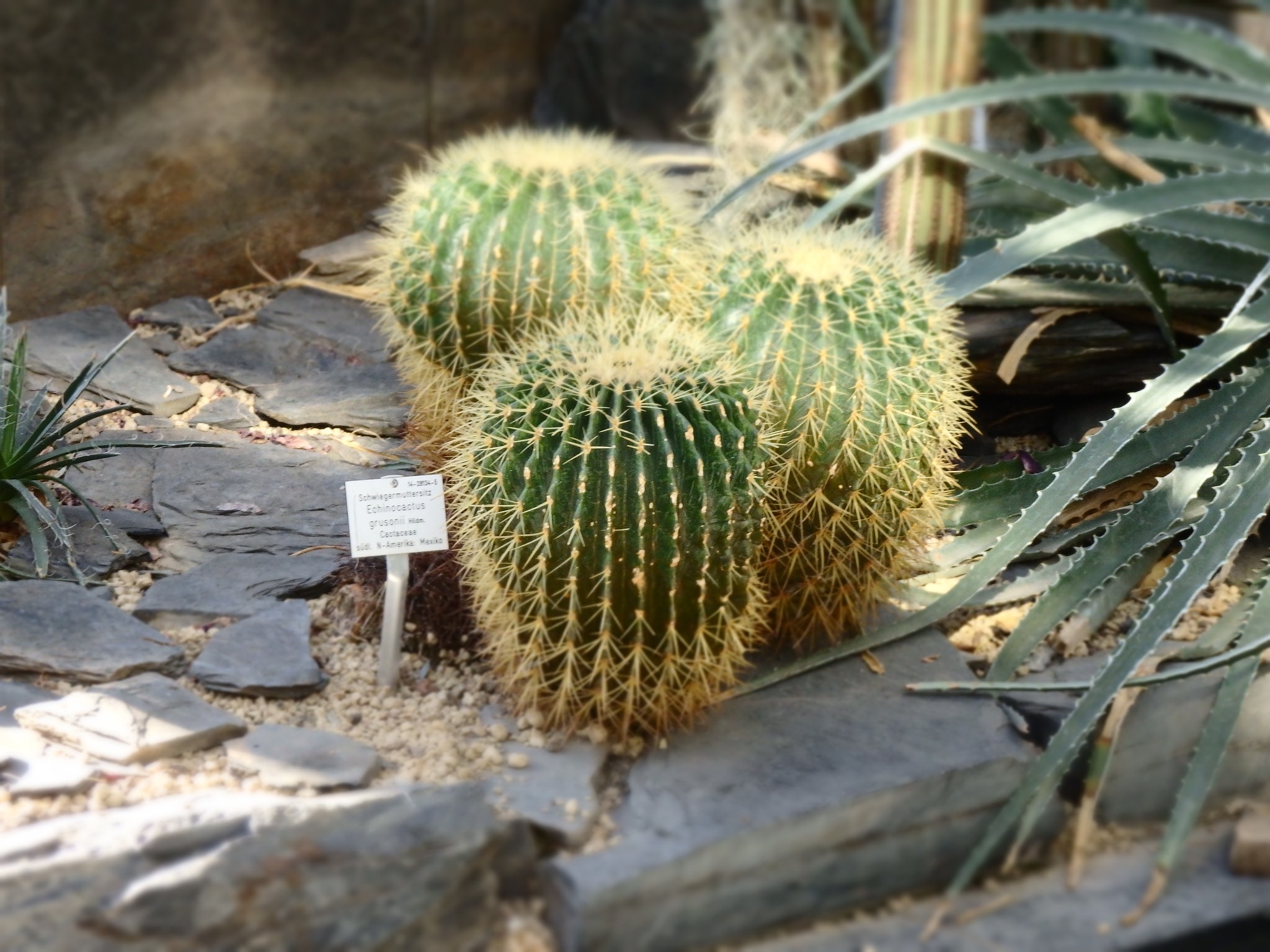 Olympus SH-2 sample photo. Three cactuses photography