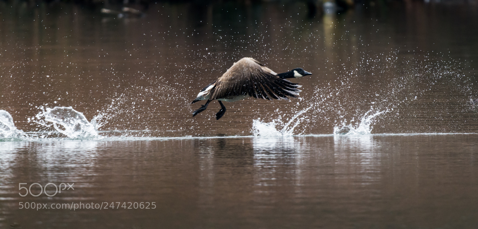 Nikon D7100 sample photo. Taking off photography