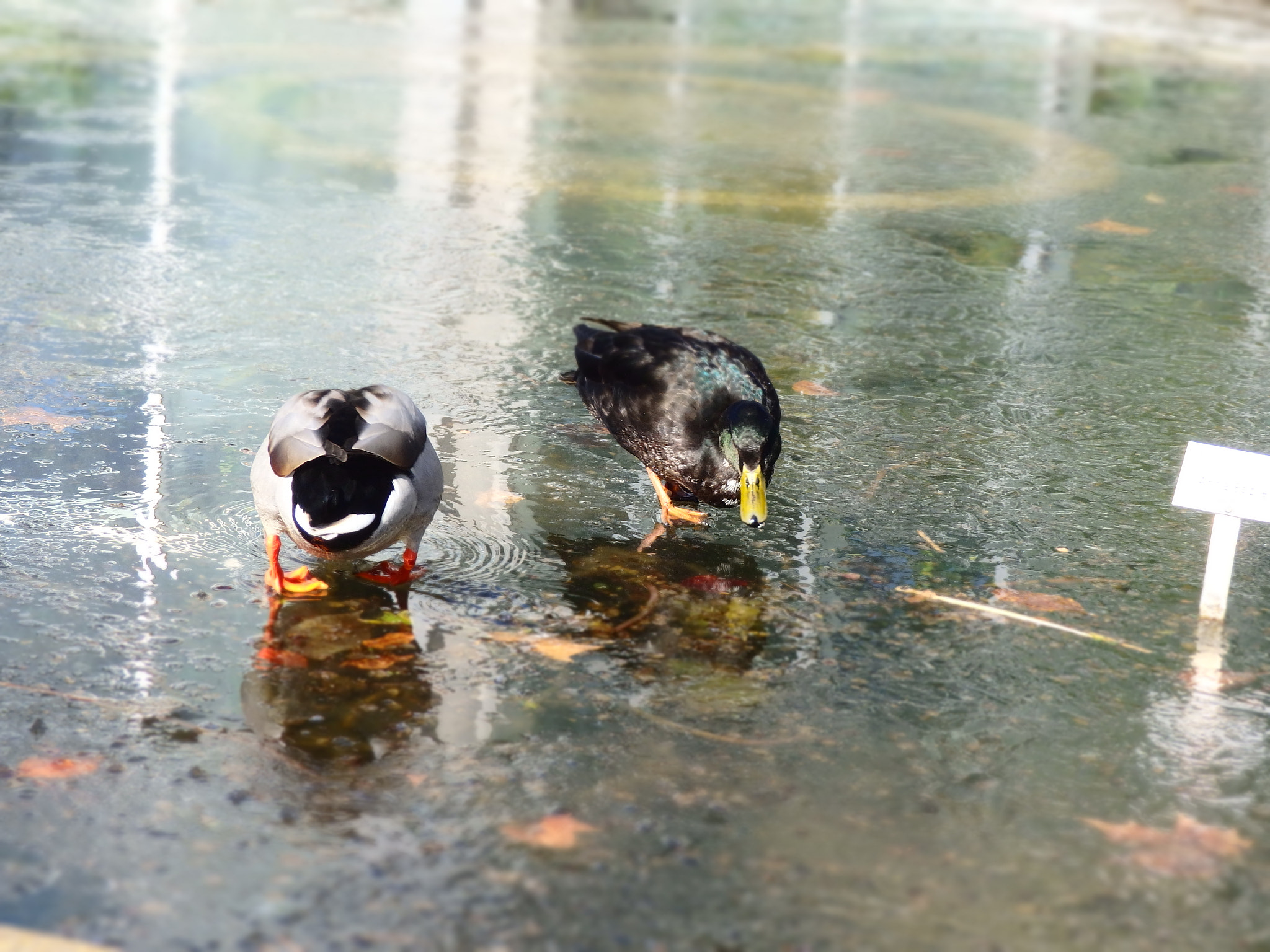 Olympus SH-2 sample photo. Two ducks on ice photography