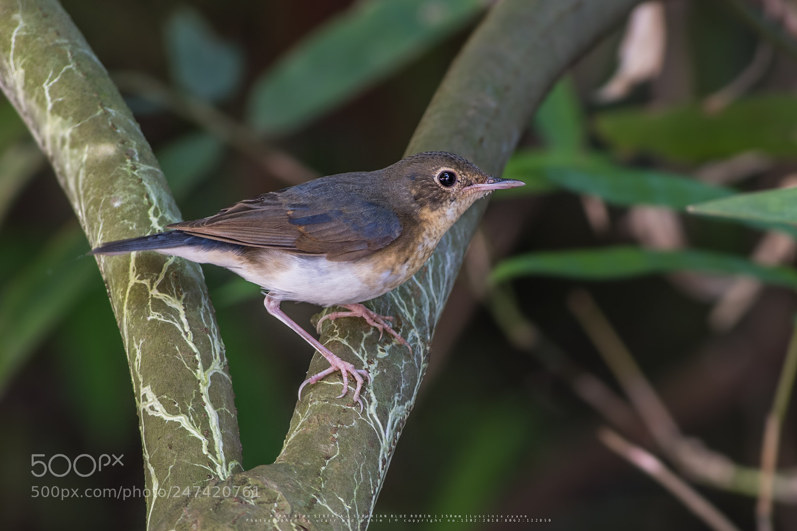 Nikon D810 sample photo. Female siberian blue robin photography