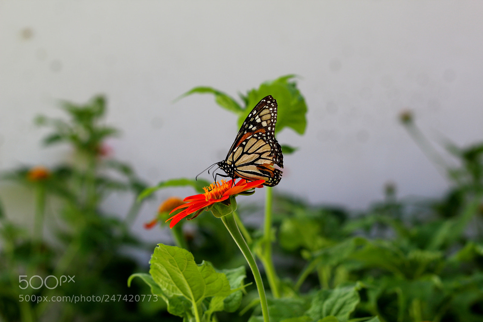 Canon EOS 1200D (EOS Rebel T5 / EOS Kiss X70 / EOS Hi) sample photo. The monarch has landed photography
