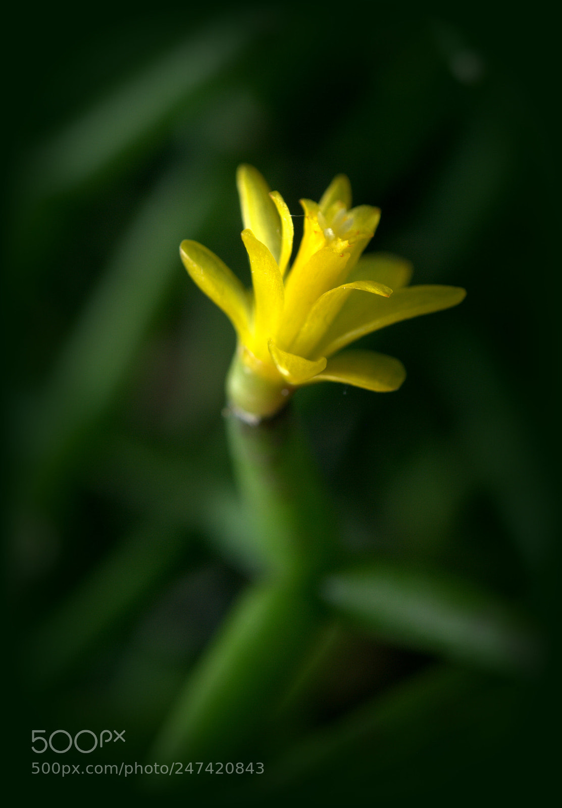 Nikon D3000 sample photo. Hatiora cylindrica cactus flower photography