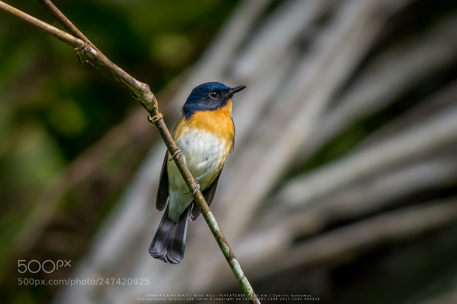 Nikon D810 sample photo. Male hill blue-flycatcher photography