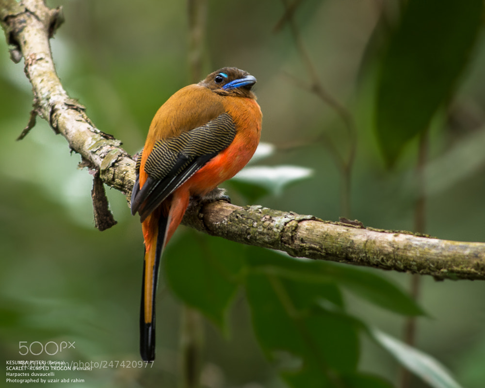 Nikon D7100 sample photo. Female scarlet-rumped trogon photography