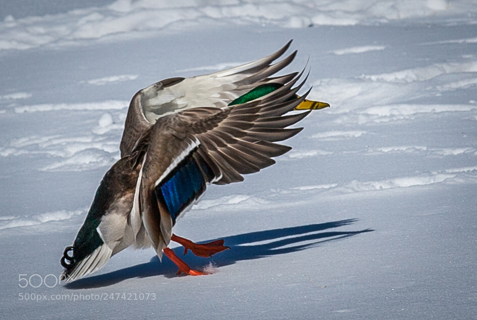 Canon EOS-1Ds Mark II sample photo. Soft landing photography