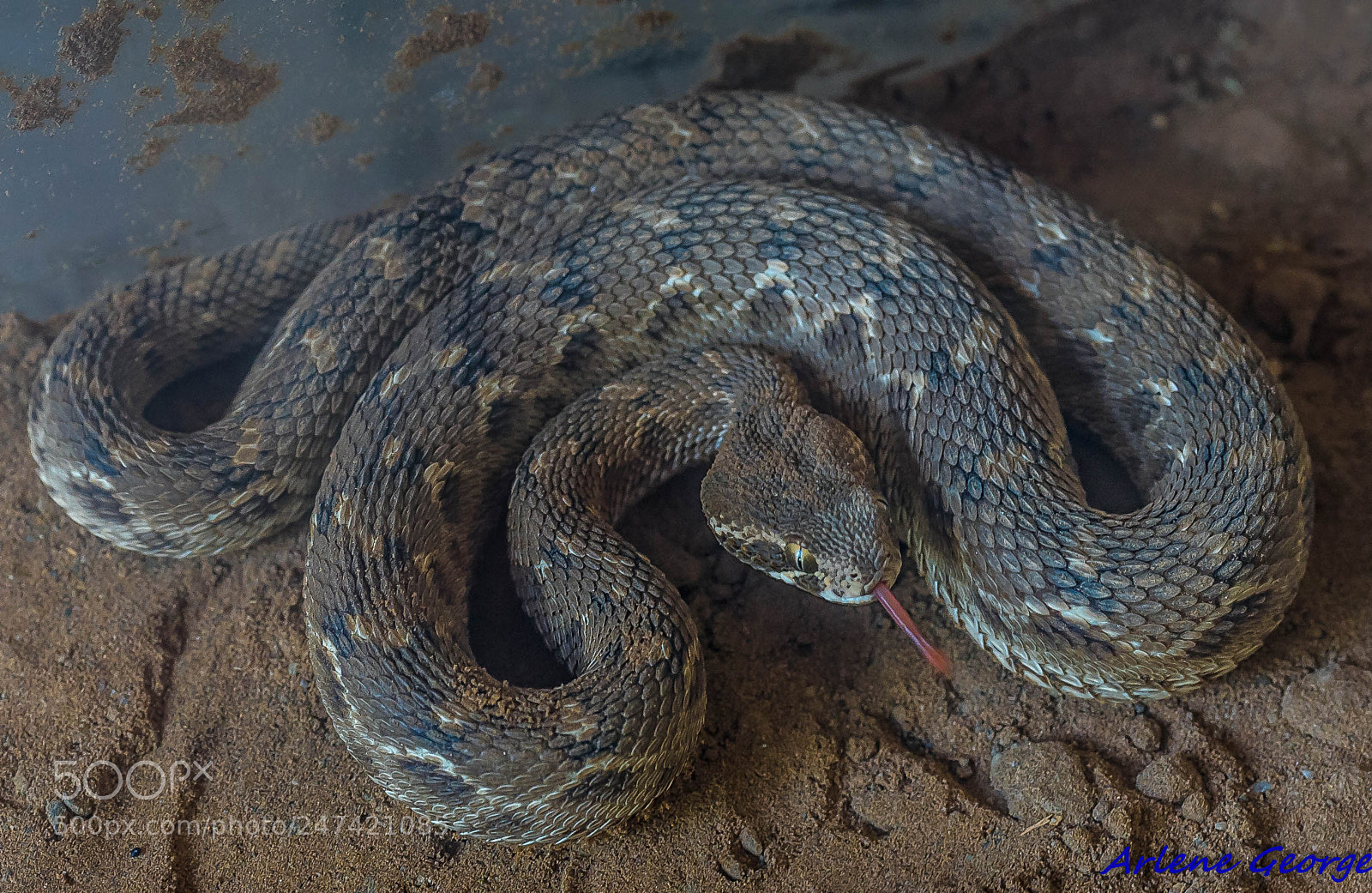 Sony a9 sample photo. Saw scale viper photography
