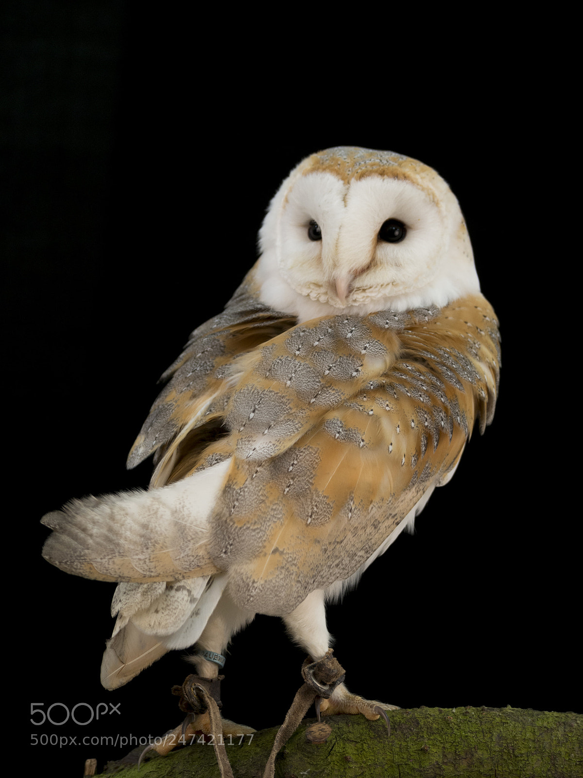 Olympus OM-D E-M10 II sample photo. Barn owl photography