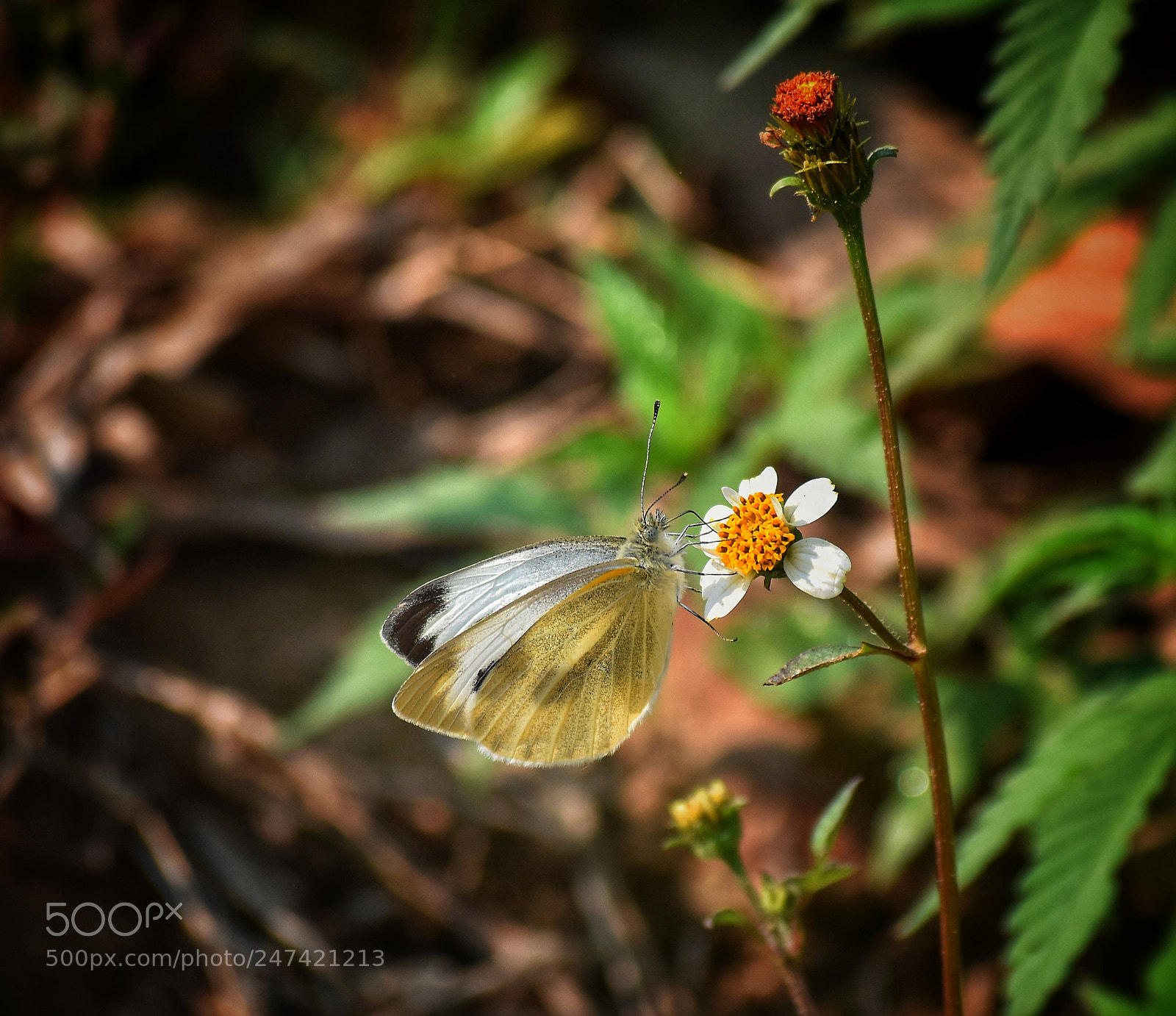 Nikon D5500 sample photo. Butterfly photography