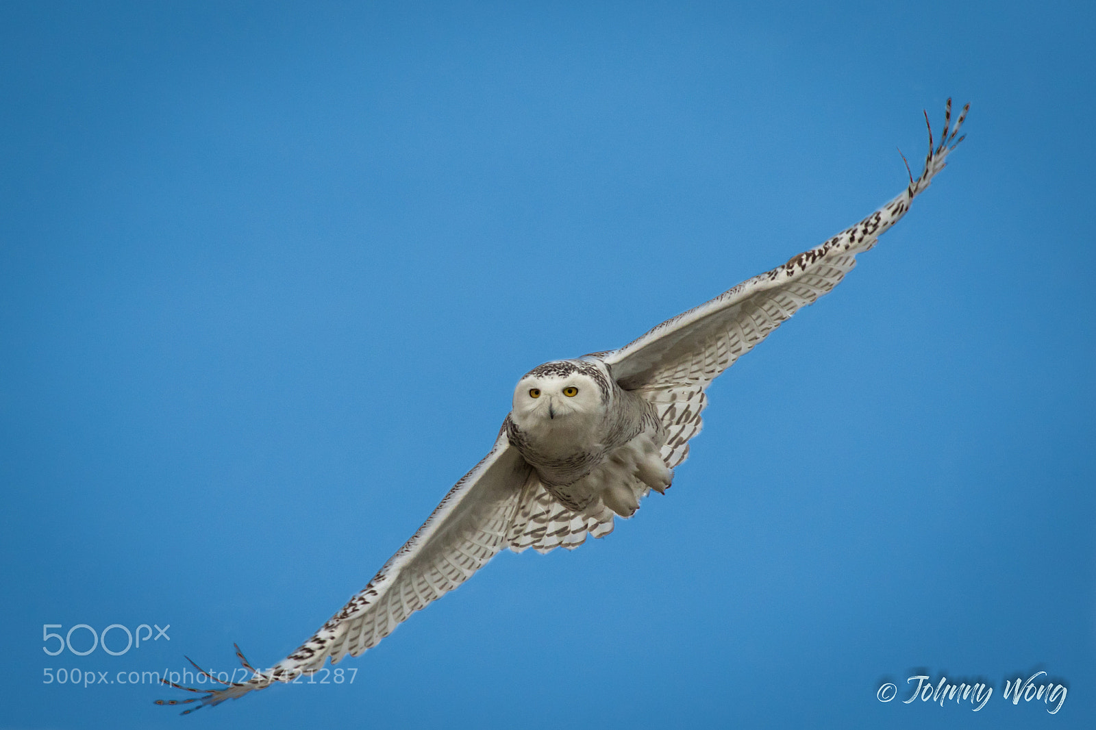Canon EOS 7D Mark II sample photo. Snowy owl photography