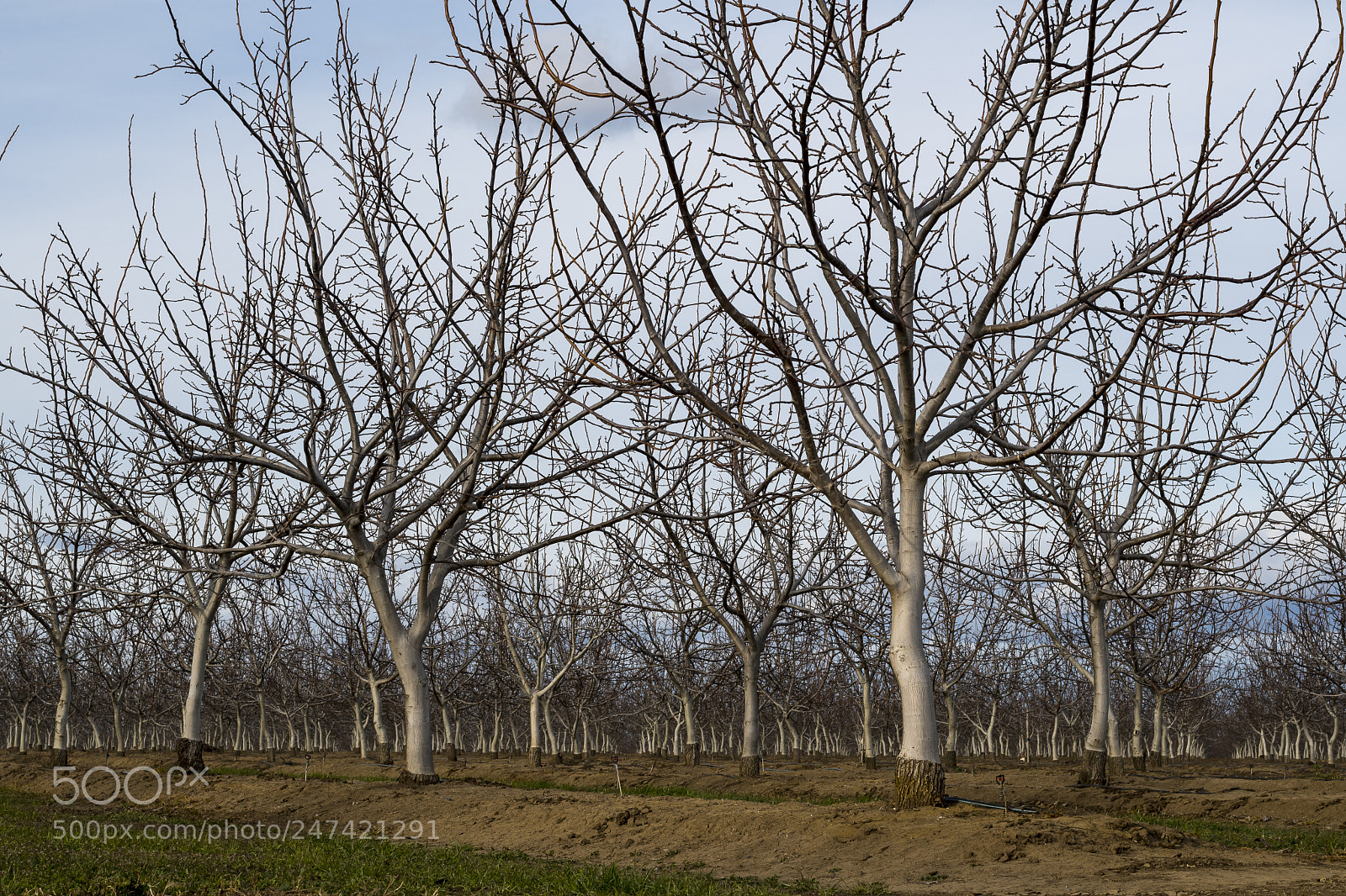 Nikon D500 sample photo. Orchard in winter 1 photography